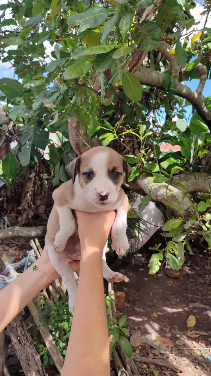 Filhote de cachorro para adoção 