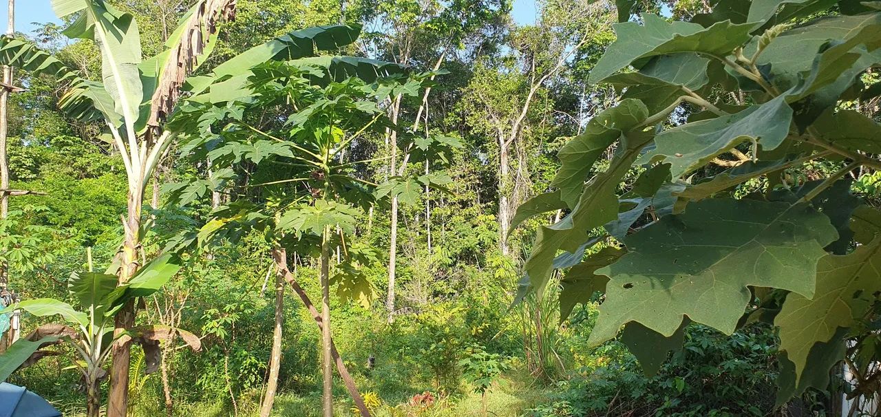 VENDO SÍTIO EM STA BÁRBARA  - Foto 9