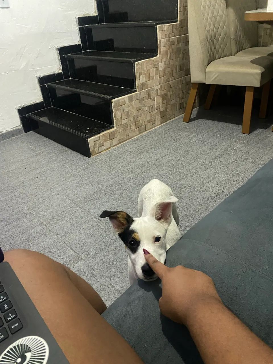 Doação de cachorrinha  - Foto 3