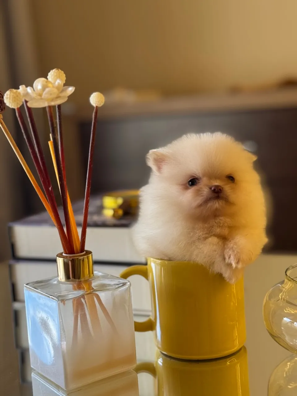 Filhote de Spitz Alemão Miniatura - Uma Fofura!