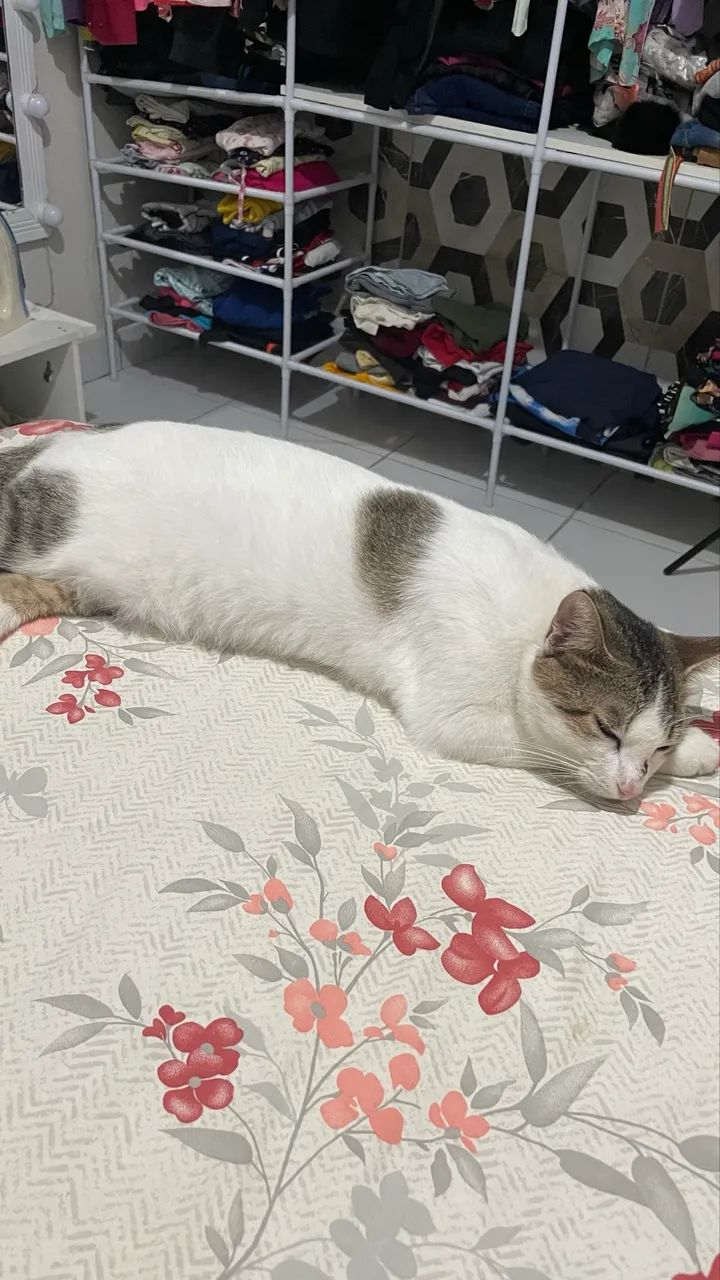 Gato - Gatos - Planalto Boa Esperança, João Pessoa 1455068200 | OLX