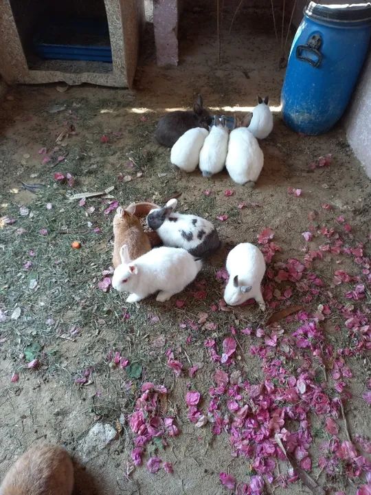 Tenho filhotes de coelhos para venda  - Foto 2