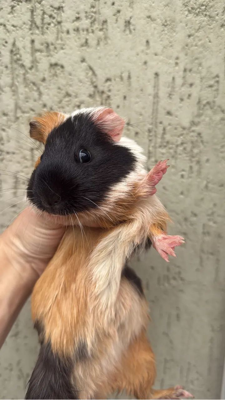 Porquinho da índia inglês fêmea 