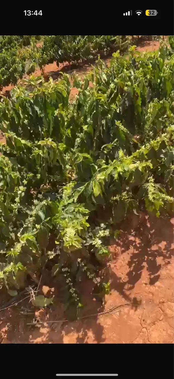 Fazenda de café região de monte Carmelo  - Foto 2