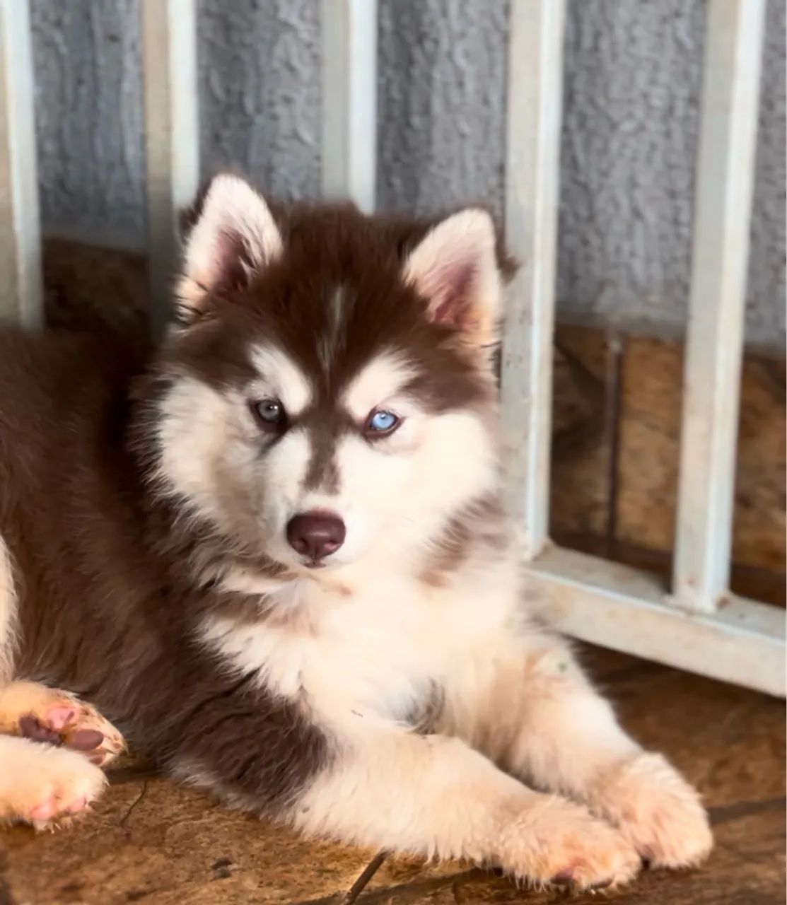 Casal de husky siberiano  - Foto 2