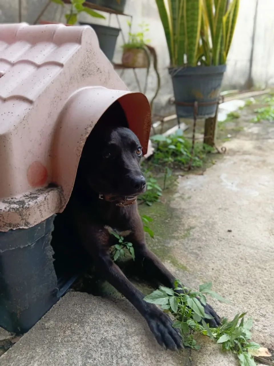 Linda cachorrinha para adoção responsável 