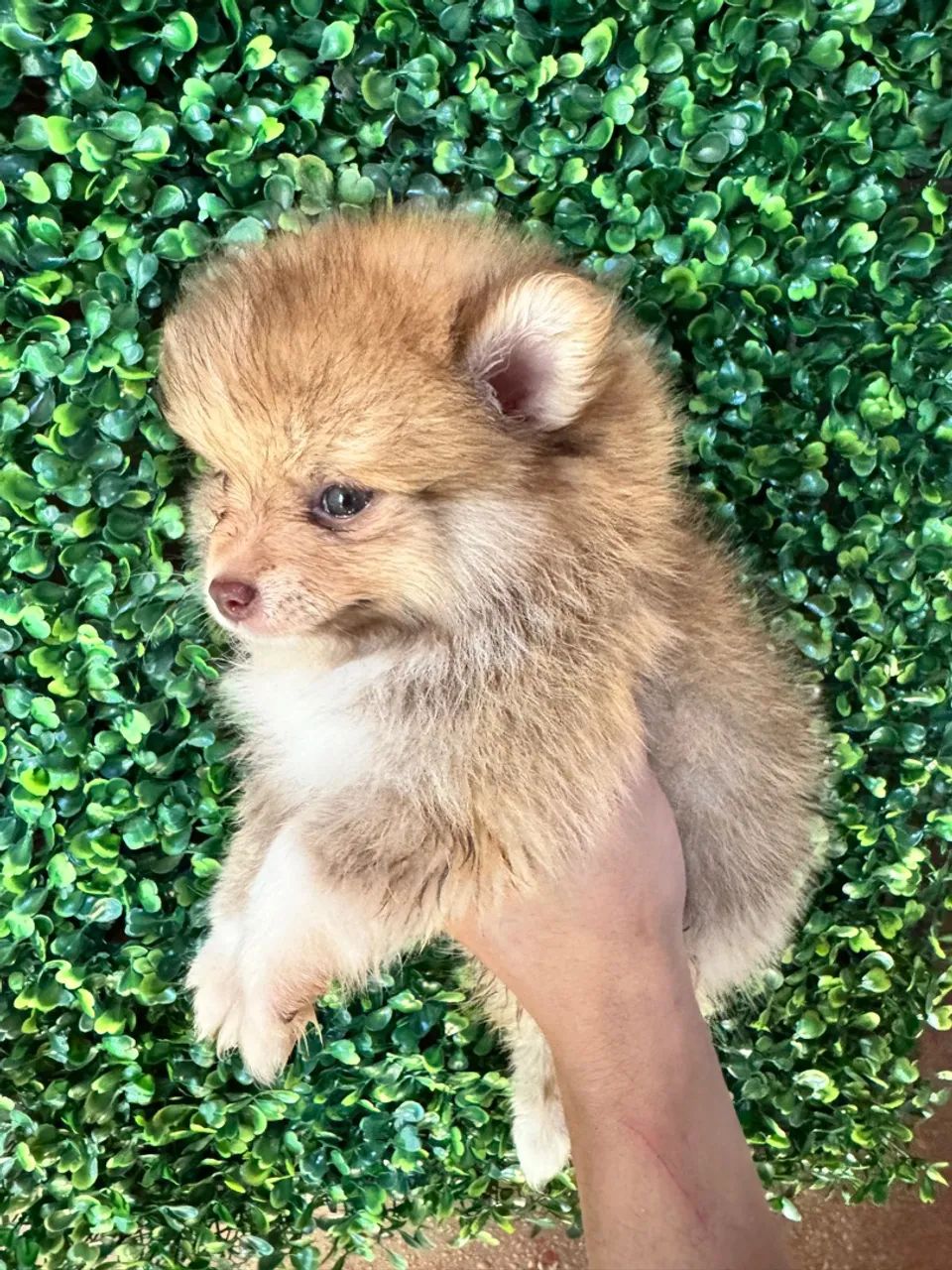 Filhote de Spitz Alemão - Lulu da Pomerania  - Foto 3