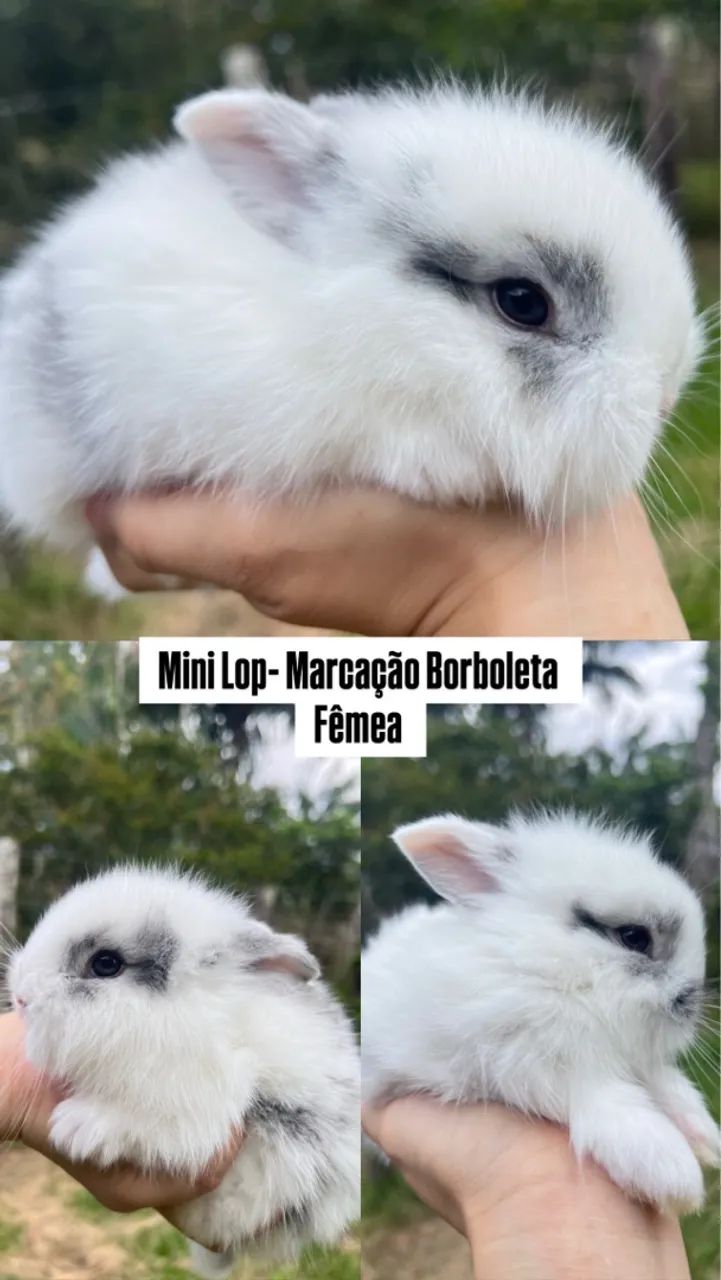 Coelho da Raça Mini Lop  - Foto 2