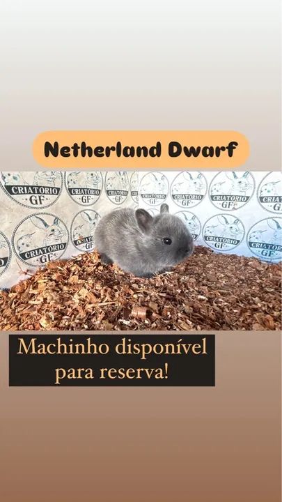 Filhote de Coelho Netherland Dwarf Macho - Foto 6