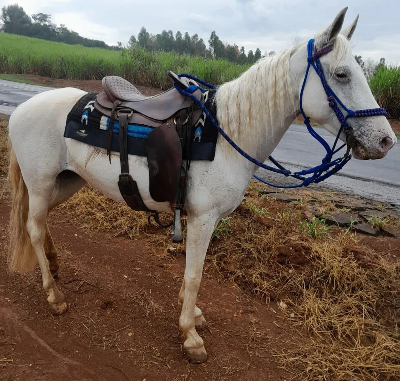 Egua / cavalo