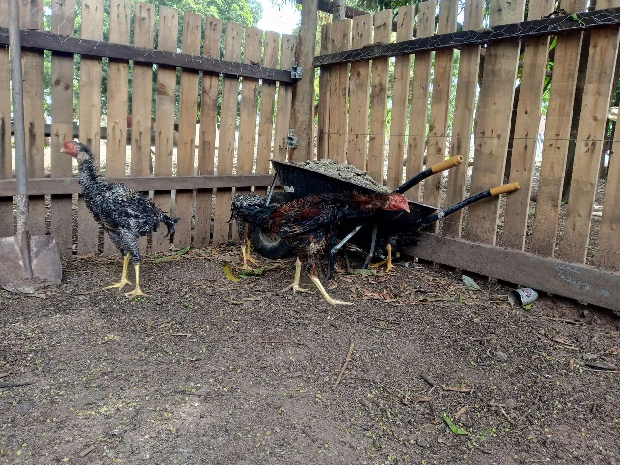 Frango caipira  - Foto 4