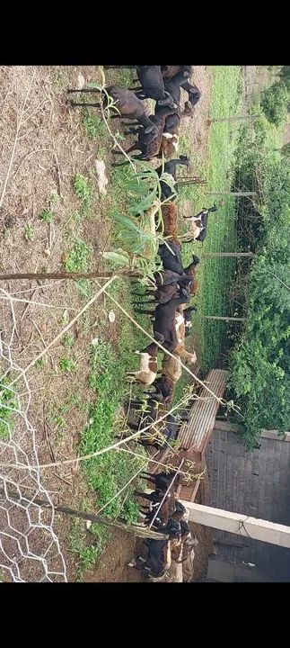 46 Carneiros Dorper e Santa Inês - Foto 4