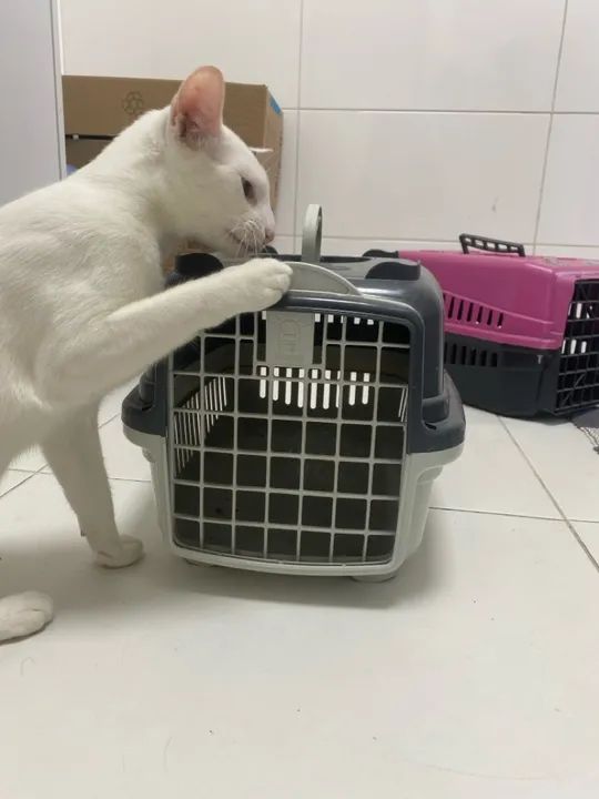 Caixa de transporte para gatos