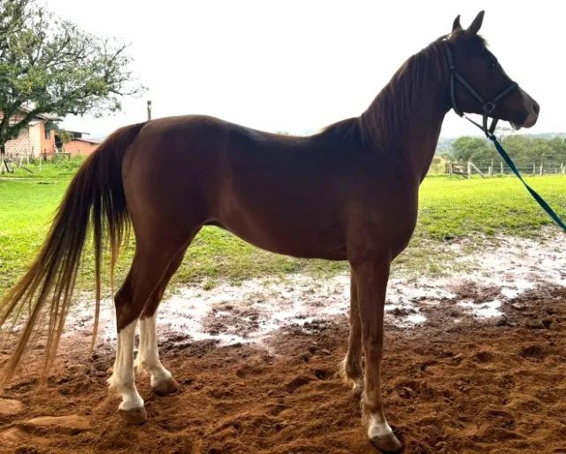 Lindo Árabe Macho Castrado 9 anos - Foto 2