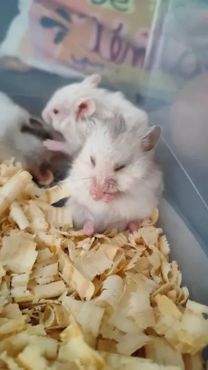 Hamster sírio ursinho