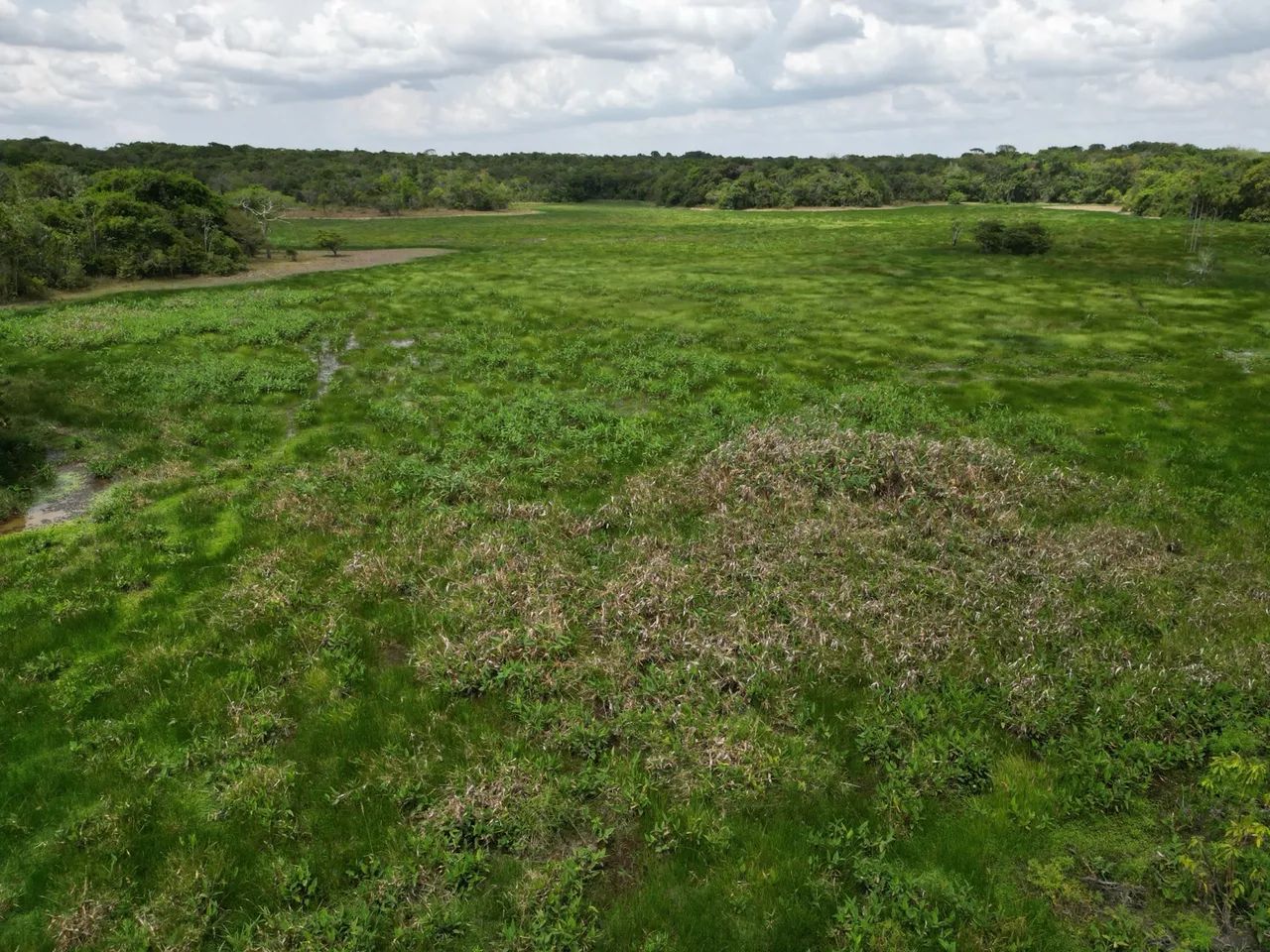 Fazenda para criação de Búfalos a 40km de Macapá - Foto 5