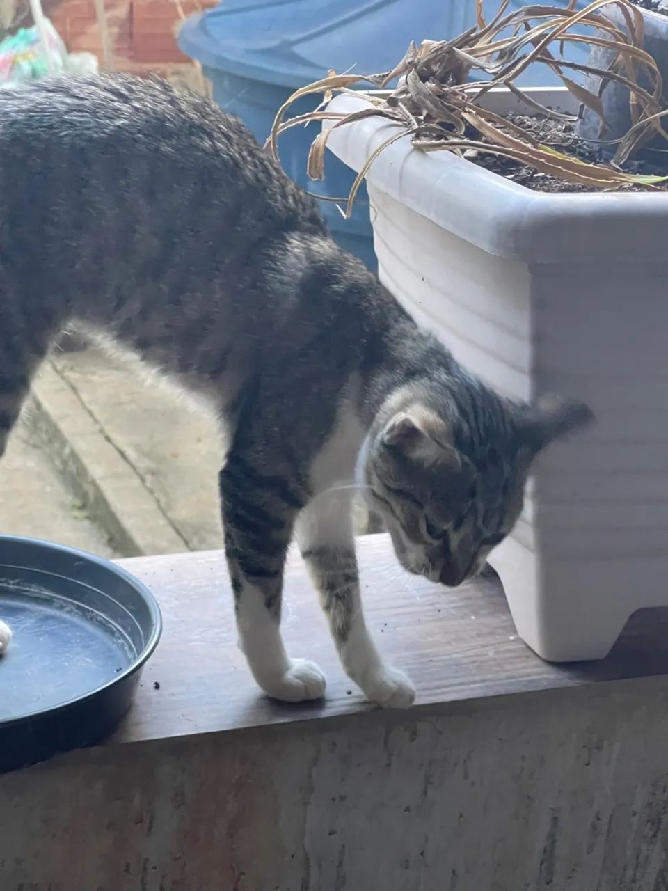 Gata cinza e branco disponível para adoção *  - Foto 3