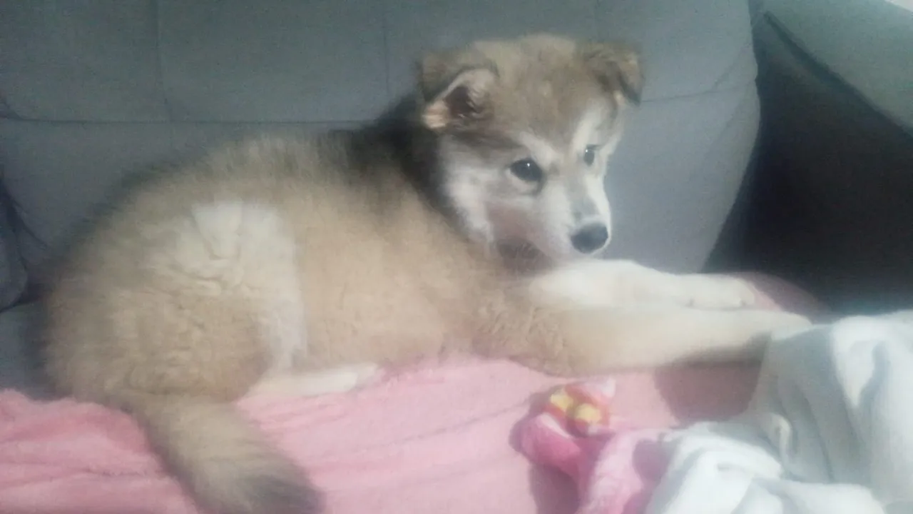 Filhote de Husky Siberiano para adoção