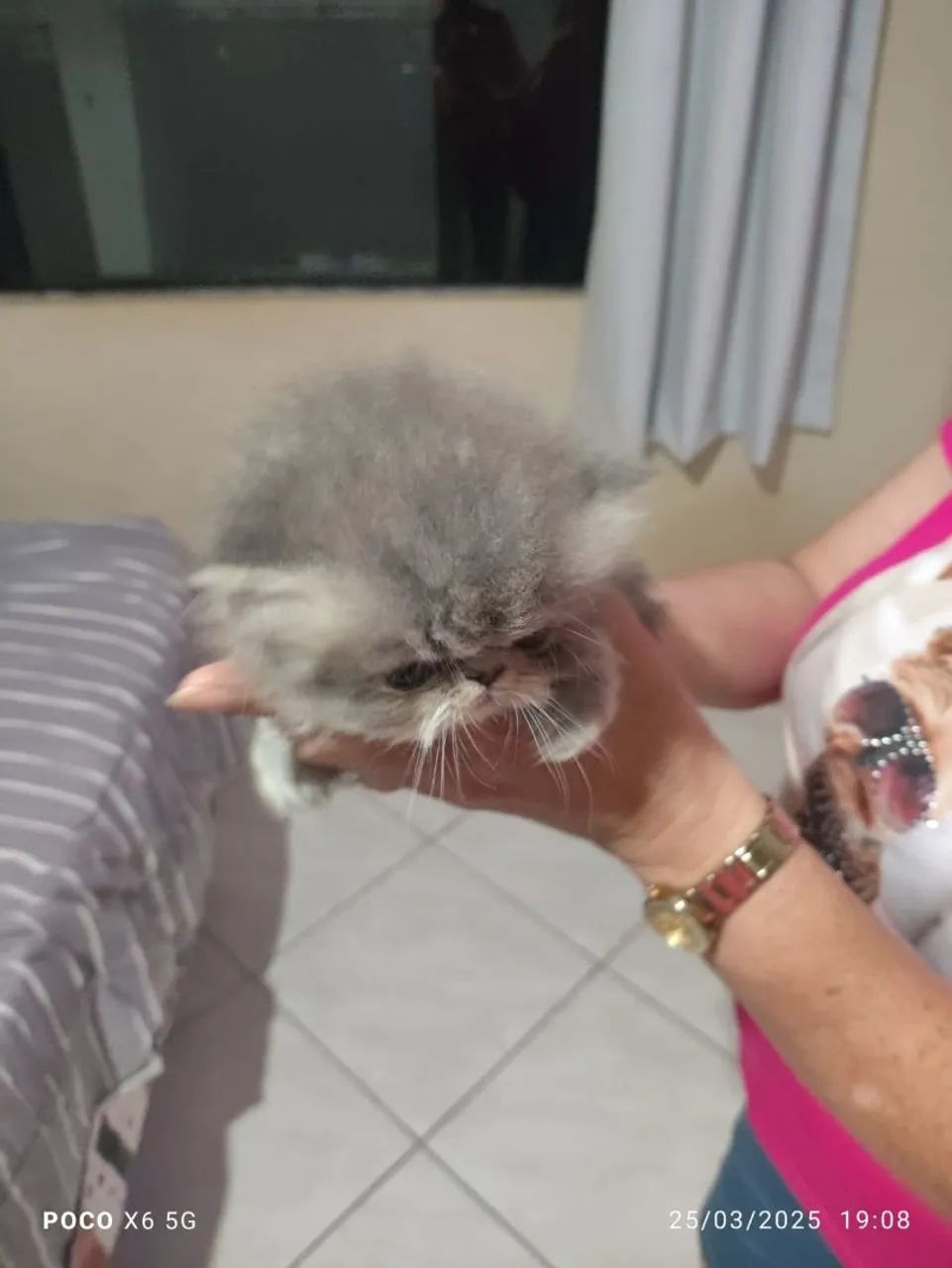 Gato Persa puros filhotes - Foto 2