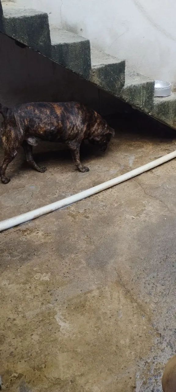 Filhote de Pitbull - Foto 4