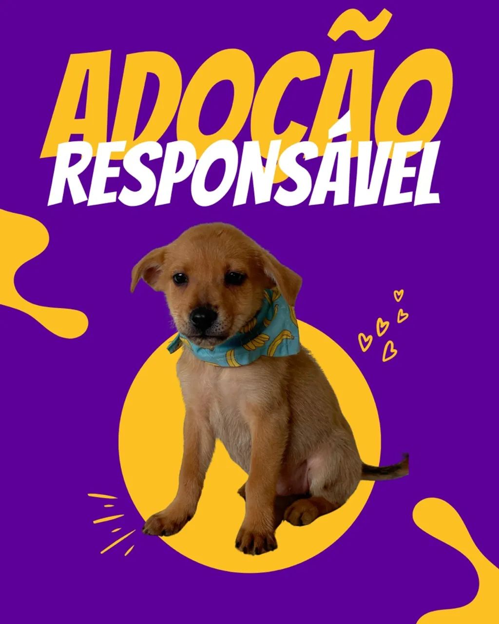 Adote um filhote com amor!