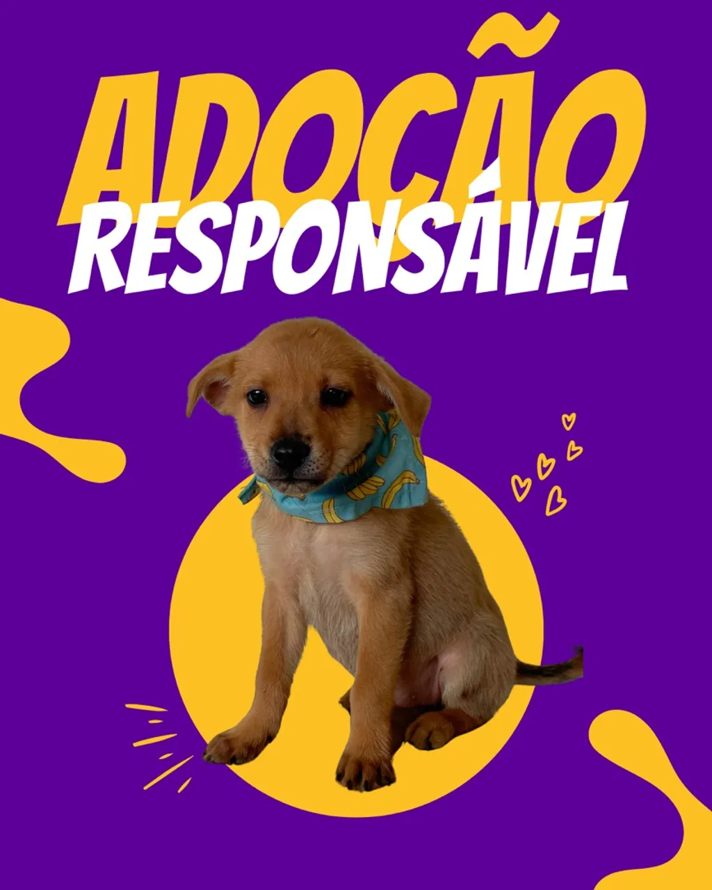 Adote um filhote com amor!