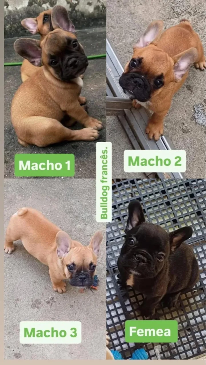 Filhotes de Bulldog Francês - Machos e Fêmea