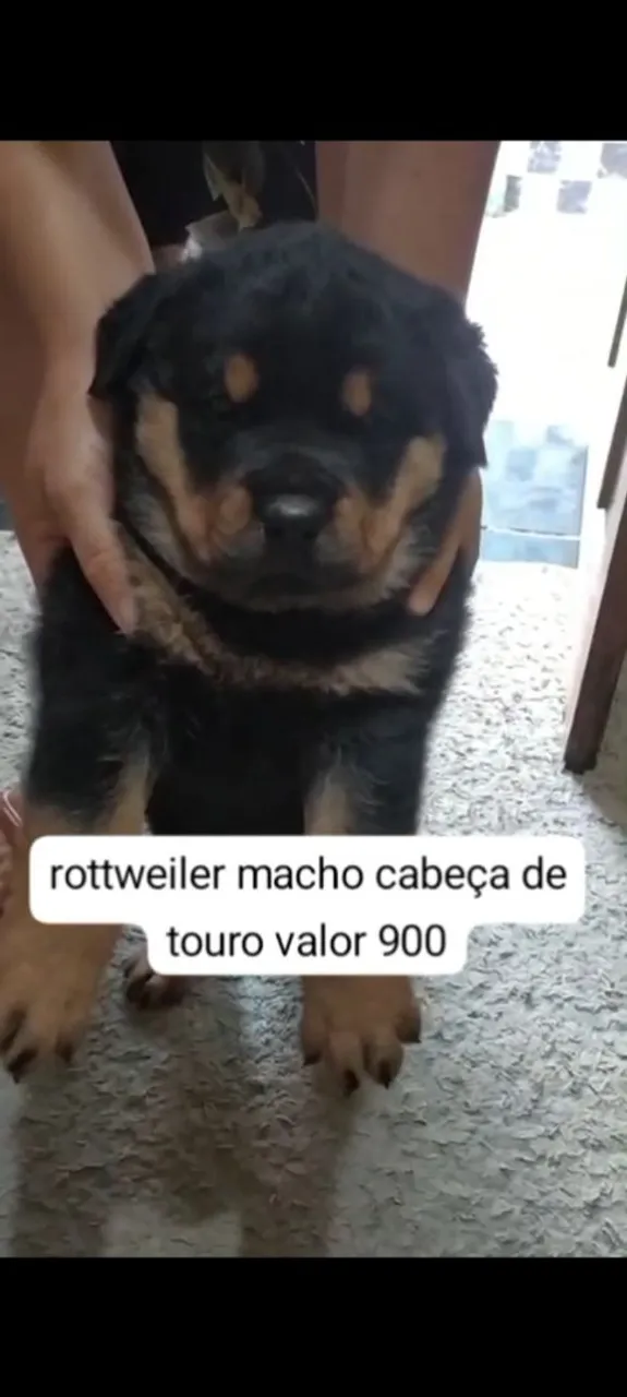Filhote de Rottweiler Macho - Cabeça de Touro