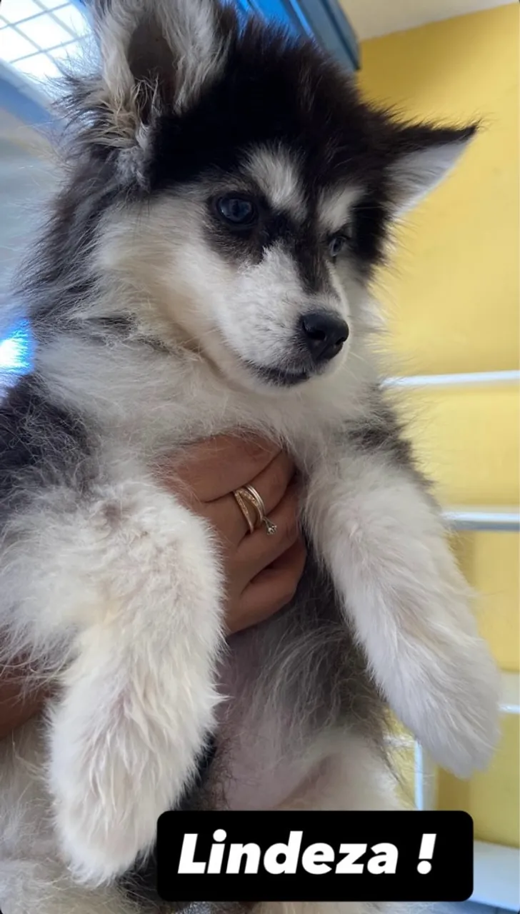 Filhote de Husky Siberiano - Lindezinha!