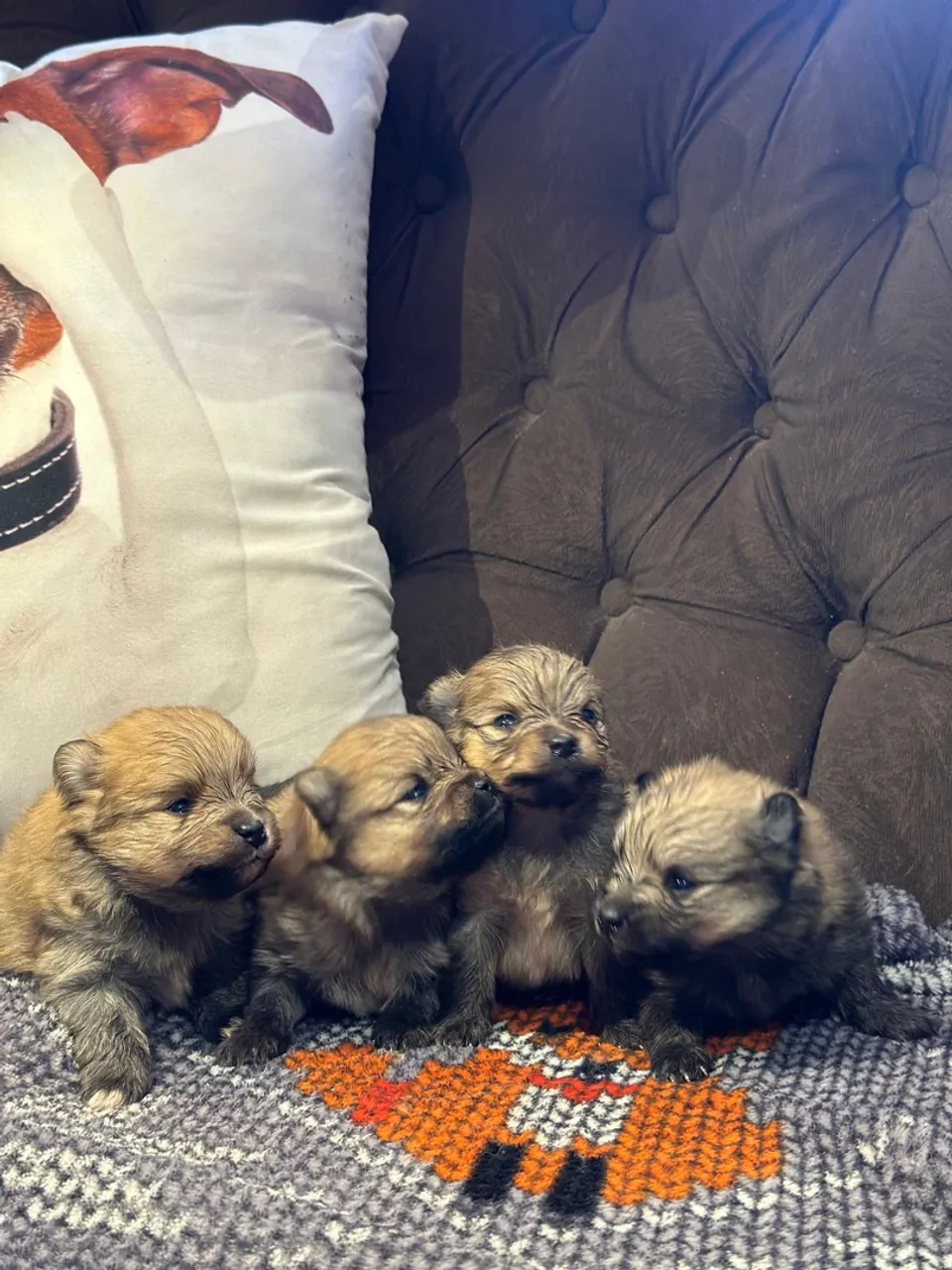 Filhotes de Spitz Alemão | Lulu da Pomerânia