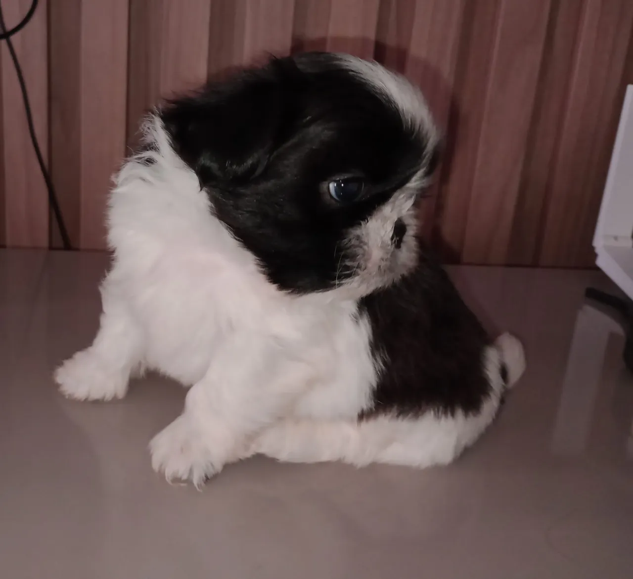 Filhote Shih Tzu