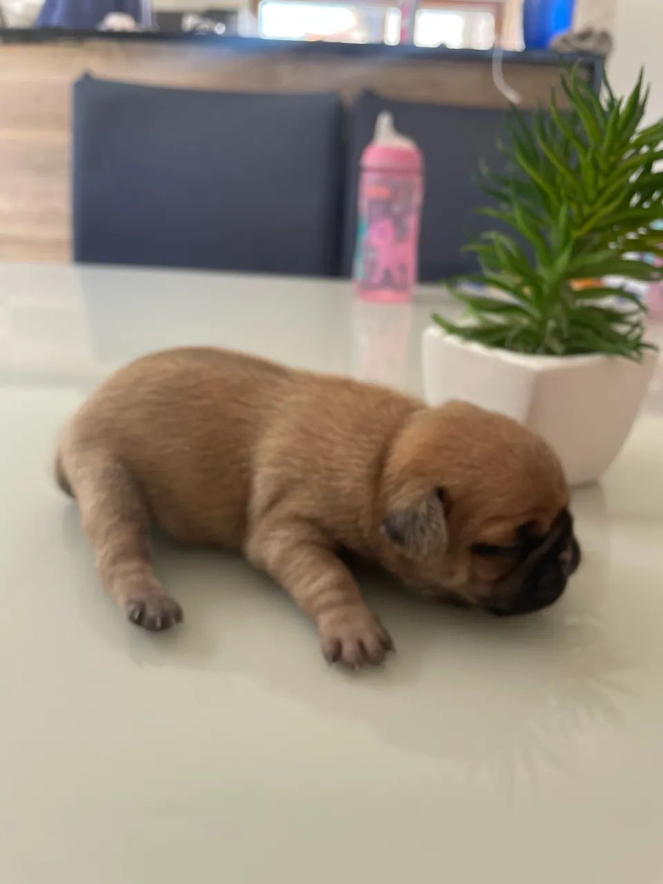 Vende-se filhote pug macho  - Foto 3