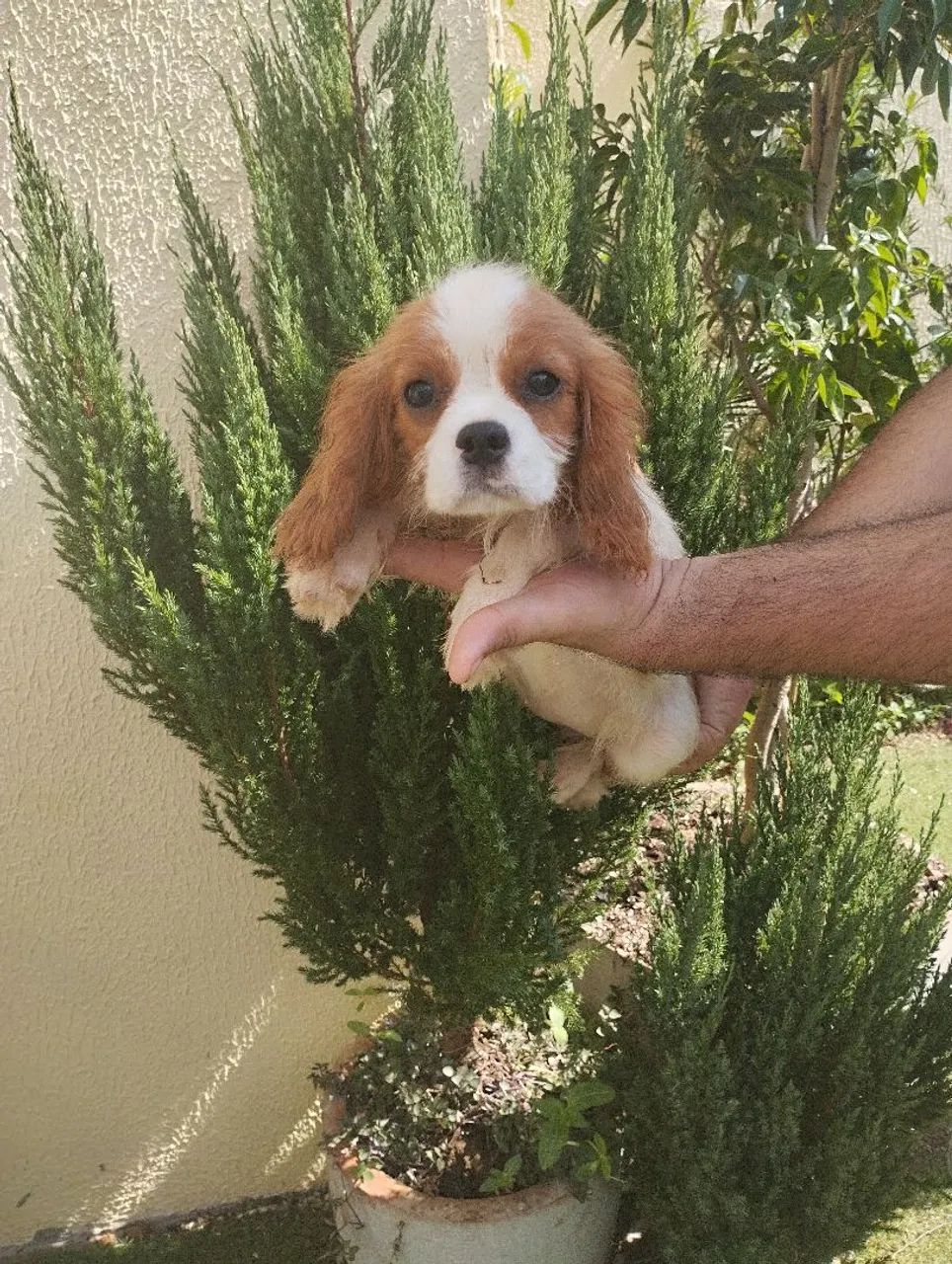 Filhote de Cavalier King Charles Spaniel disponível - Foto 3