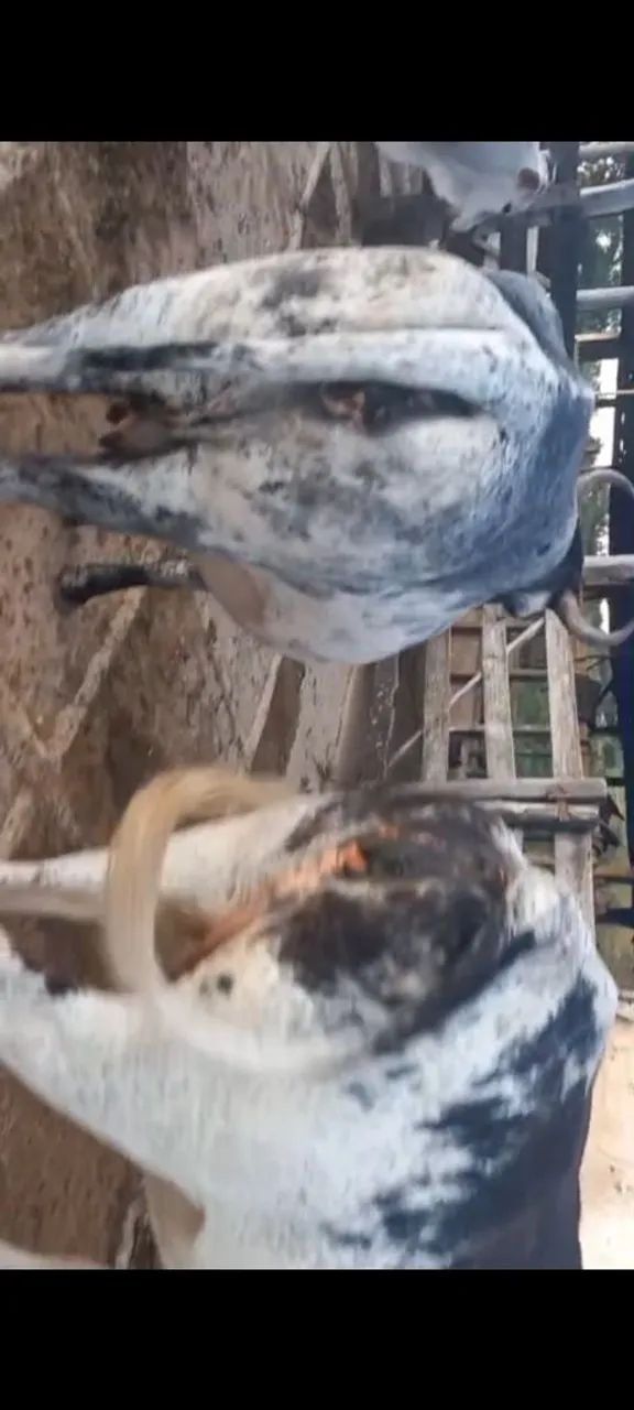 vaca leiteira  novilha boi  - Foto 6