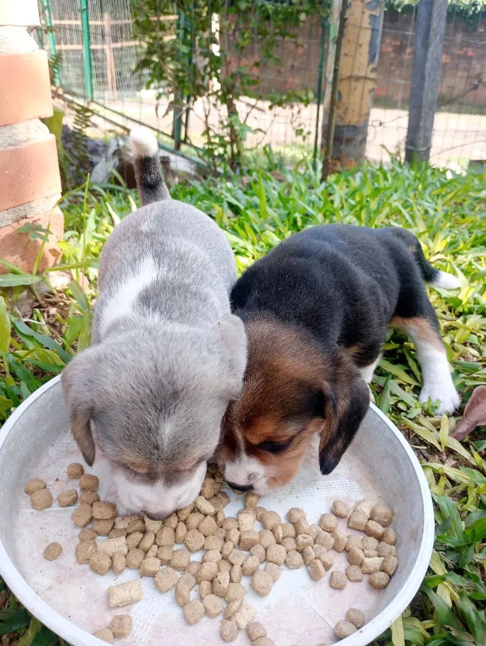 filhotes Beagle