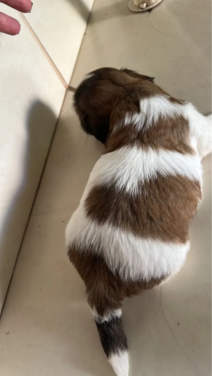 filhotes de shih tzu mini