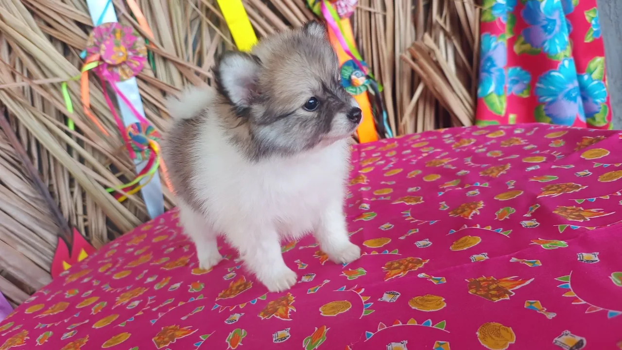 Filhotes de Spitz Alemão Peq - Lulu da Pomerânia