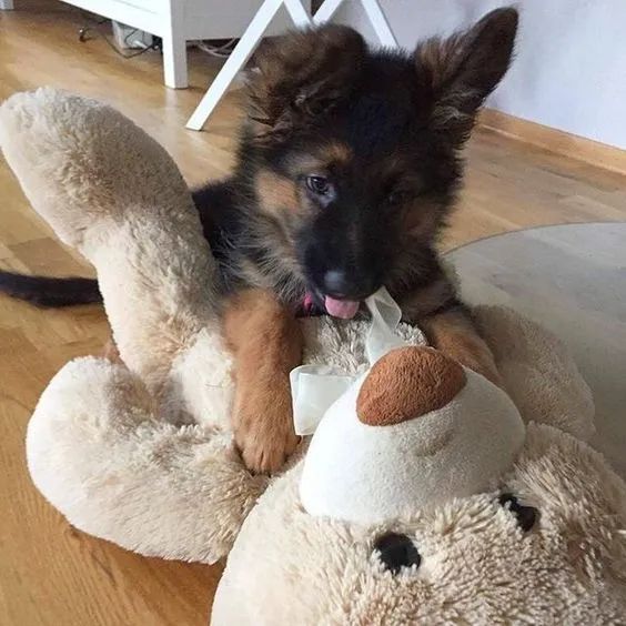 Filhote De Cão Pastor Alemão Perfeito Para Sua Casa