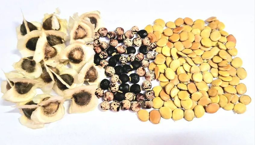 KIT 800 SEMENTES SILAGEM! MORINGA+ LEUCENA + GLIRICÍDIA + GUANDU - Foto 3