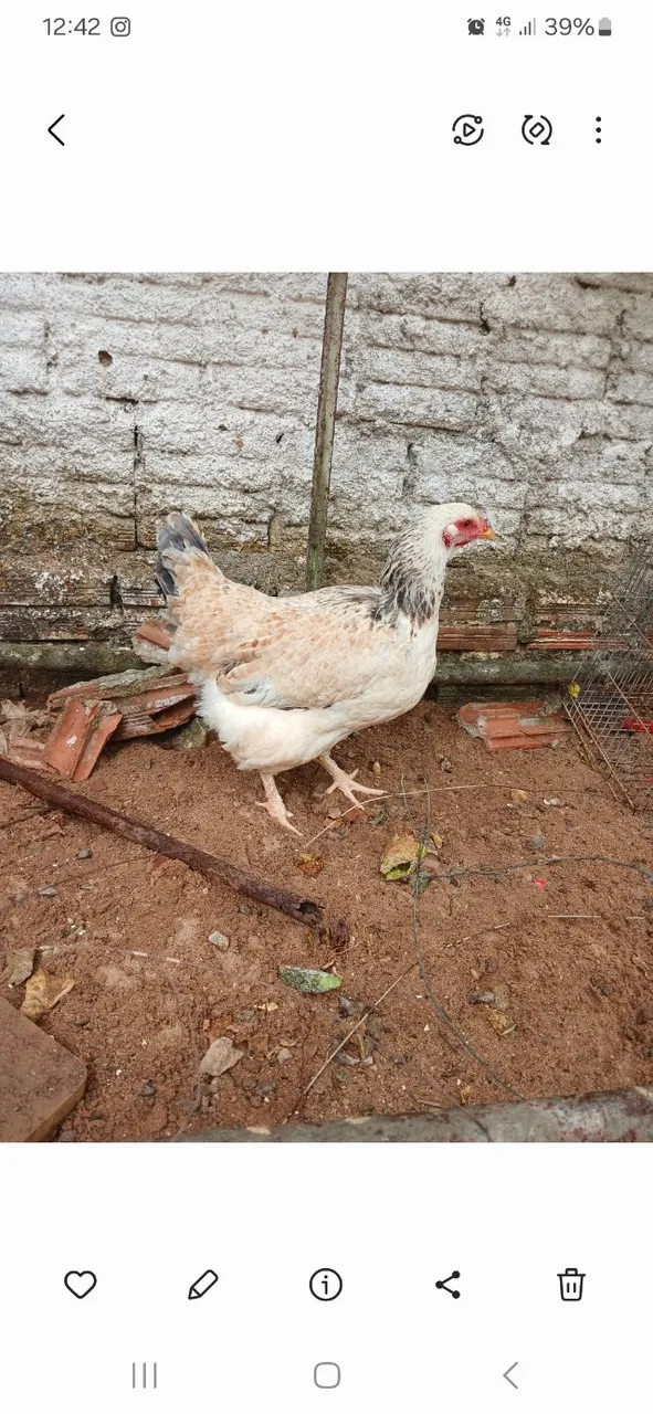 Vendo essa galinha