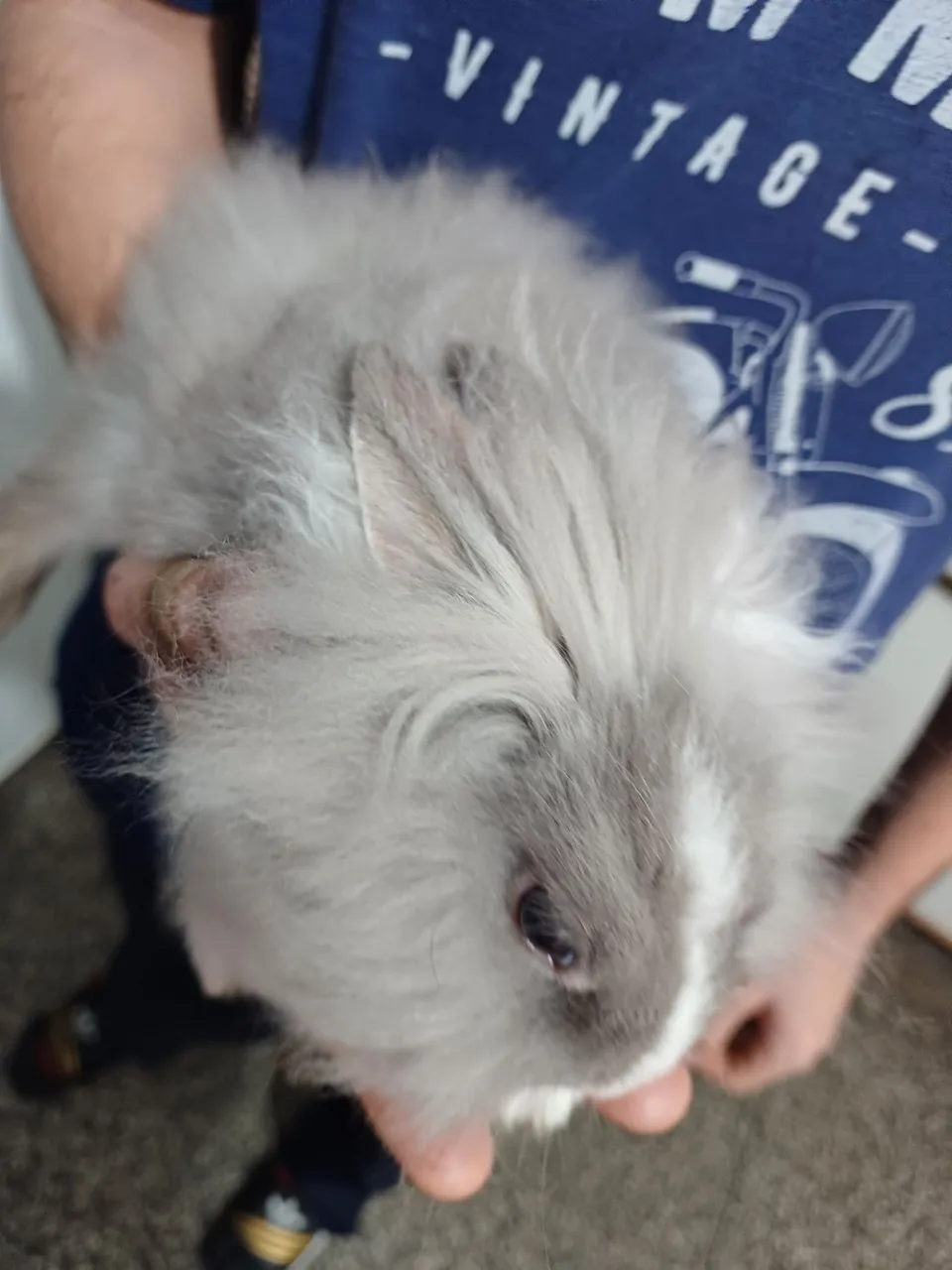 Coelho lion
