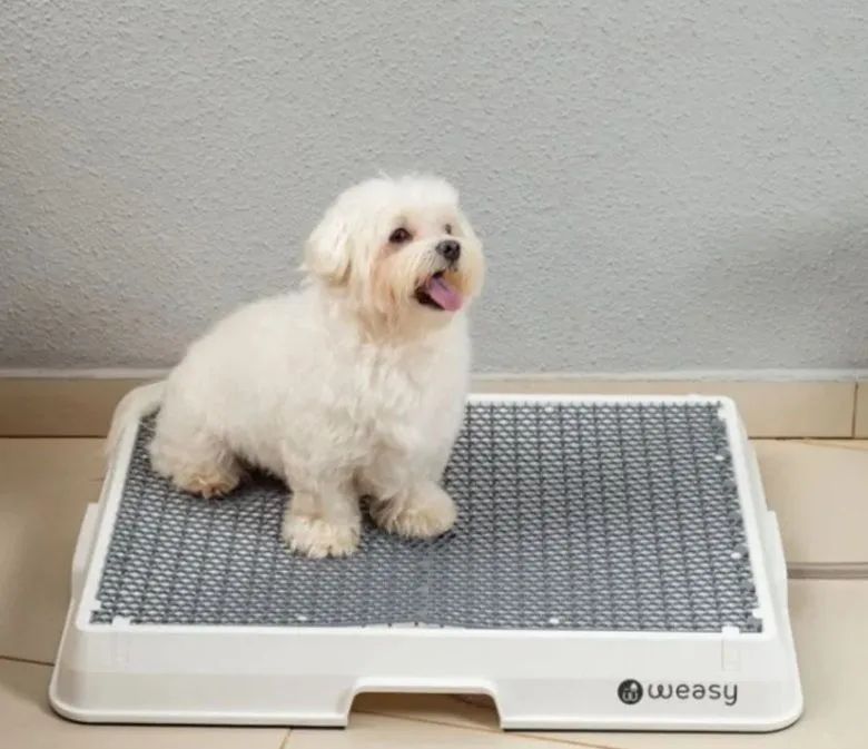 Tapetes Higiênicos para Cães