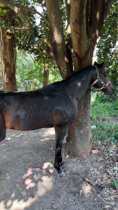 Cavalo puro sangue inglês  - Foto 2