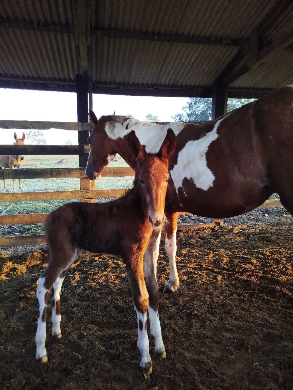 Burro calçado disponível  - Foto 2