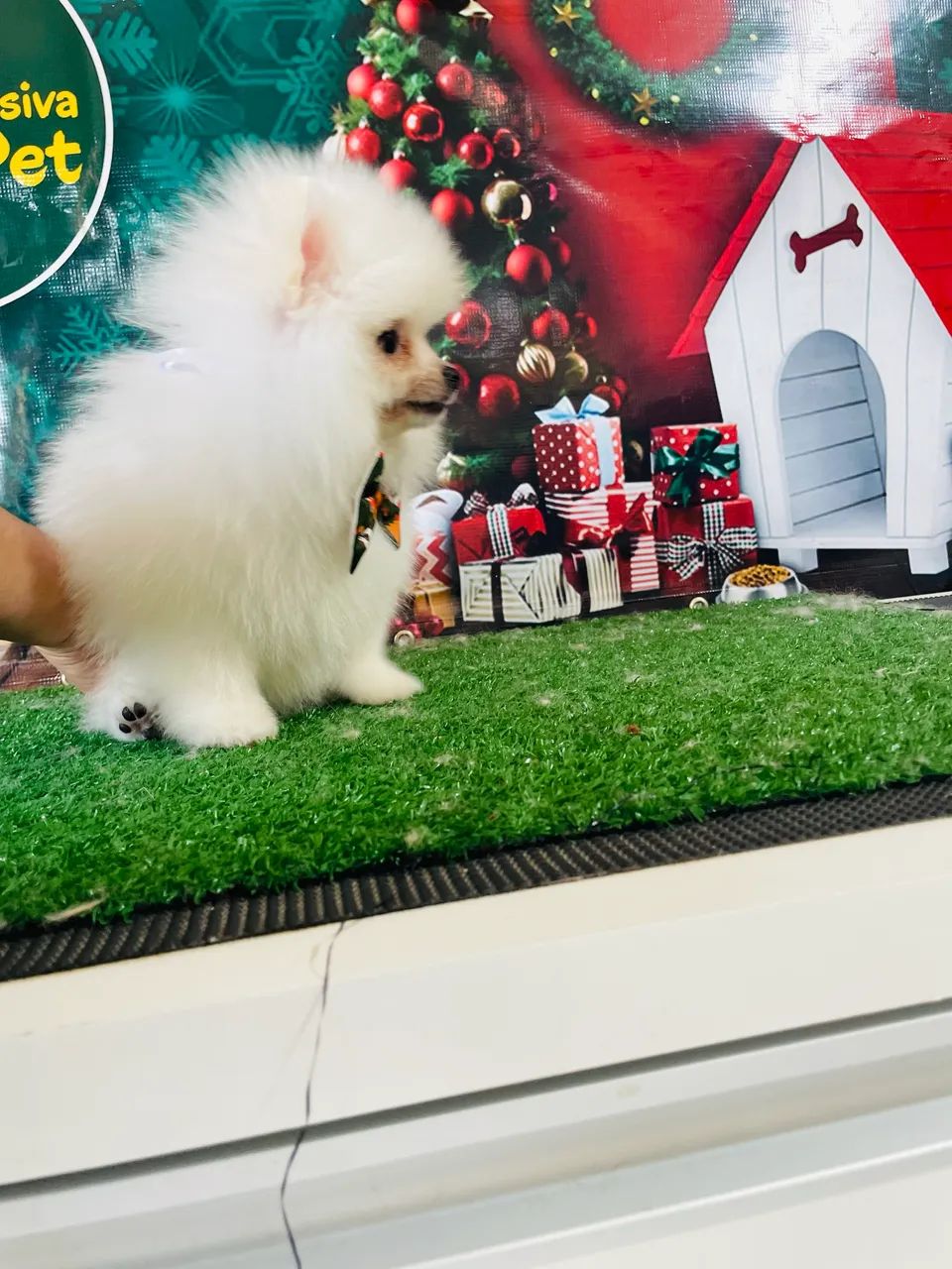 Lindos machinho de Lulu