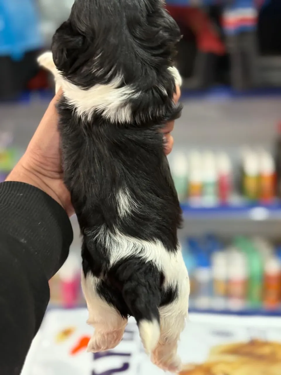 Filhote Shih Tzu  femea- Pelagem Exuberante