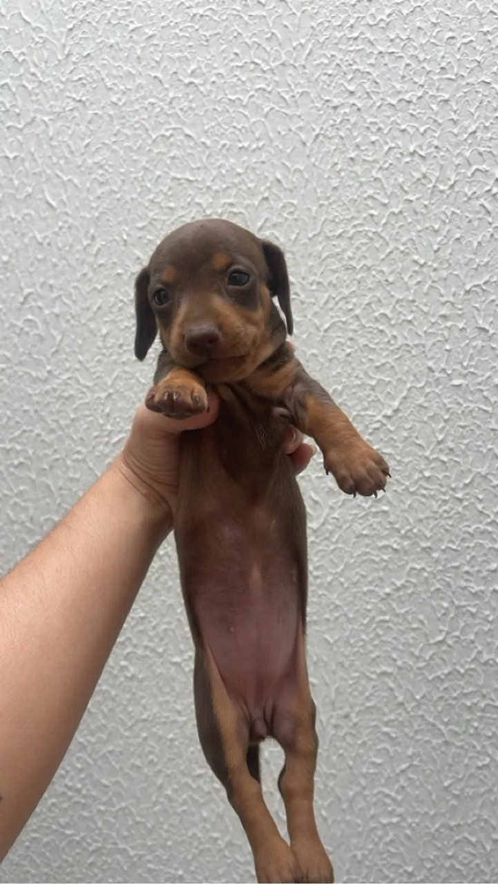 Filhote de Dachshund Macho - Marrom