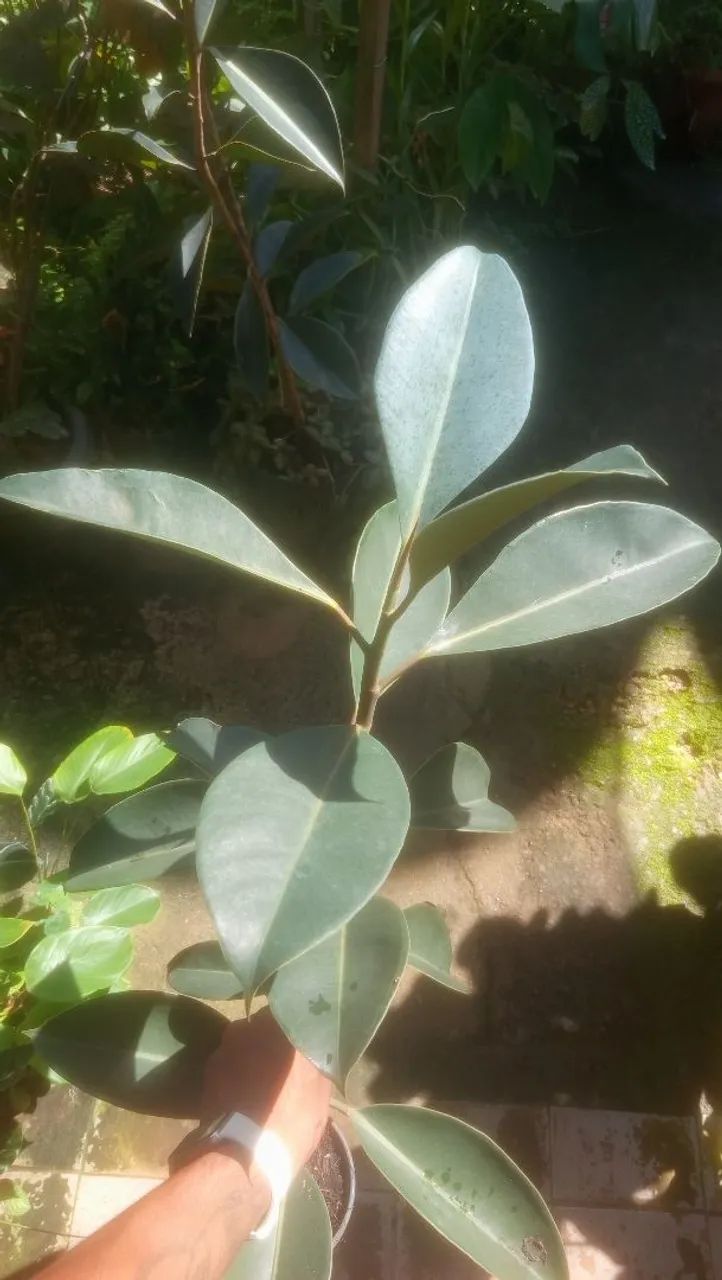 Ficus elastica 