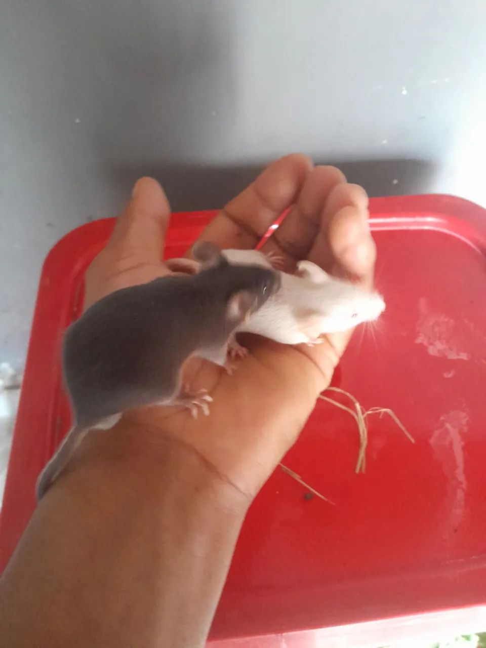? CAMUNDONGOS DE QUALIDADE PREMIUM - DISPONÍVEIS AGORA! ? - Foto 2