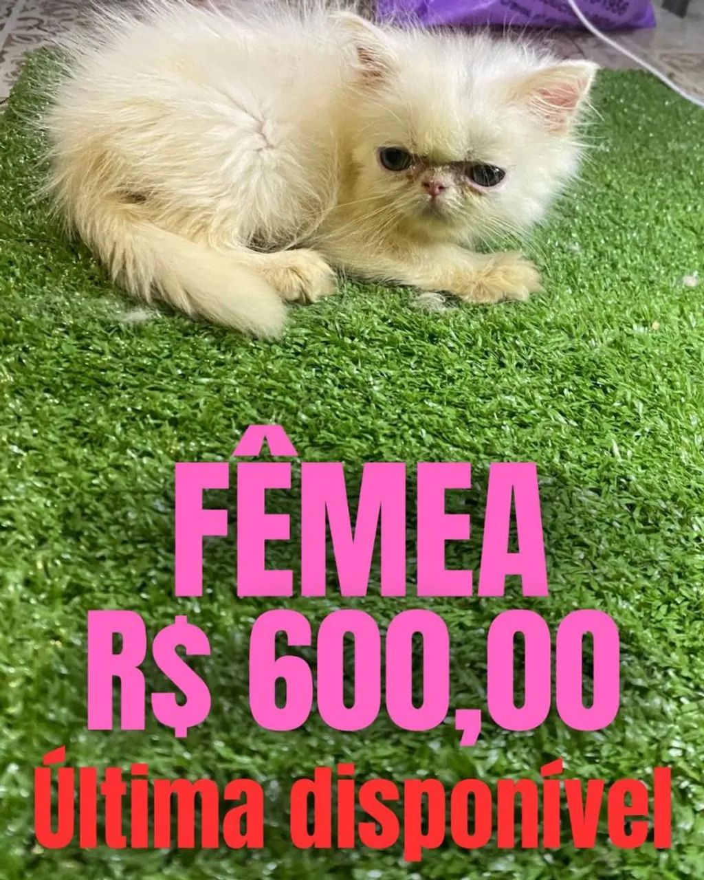 GATA PERSA BRANCA ( PROMOÇÃO) 